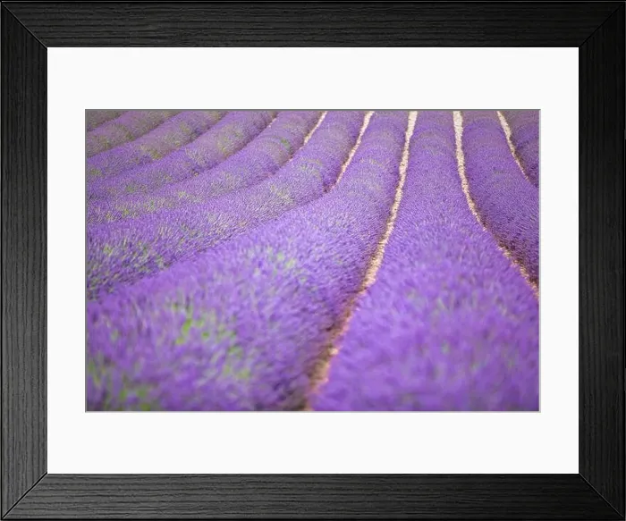 Framed Print : Lavender flower blooming scented fields in endless rows. Valensole plateau, Provence, Europe. Beautiful flower field, purple color, artistic nature Framed Print : Lavender flower blooming scented fields in endless rows. Valensole plateau, Provence, Europe. Beautiful flower field, purple color, artistic nature