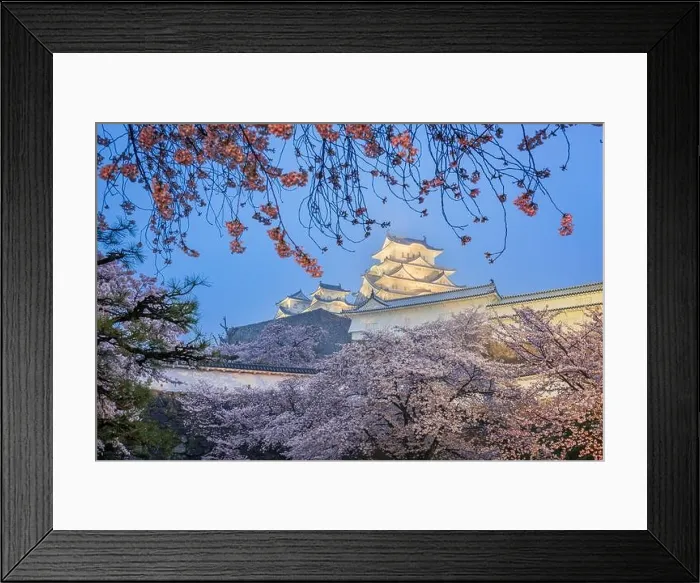 Framed Print : Himeji, Japan at Himeji Castle during spring cherry blossom season at twilight Framed Print : Himeji, Japan at Himeji Castle during spring cherry blossom season at twilight