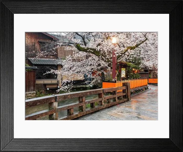 Framed Print : Kyoto, Japan along Shirakawa Dori Street in the spring season Framed Print : Kyoto, Japan along Shirakawa Dori Street in the spring season