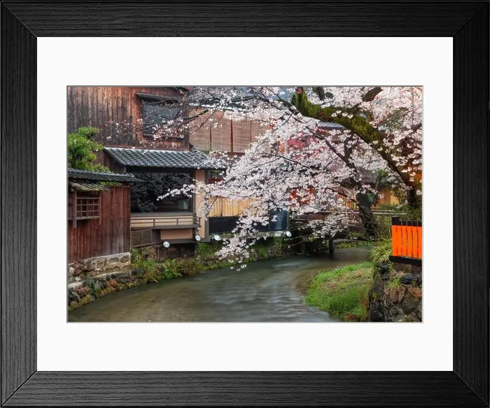 Framed Print : Kyoto, Japan along Shirakawa Dori Street in the spring season Framed Print : Kyoto, Japan along Shirakawa Dori Street in the spring season