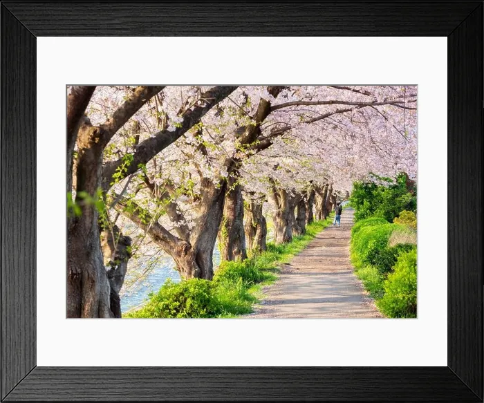 Framed Print : Urui River, Shizuoka, Japan lined with cherry trees in spring season Framed Print : Urui River, Shizuoka, Japan lined with cherry trees in spring season