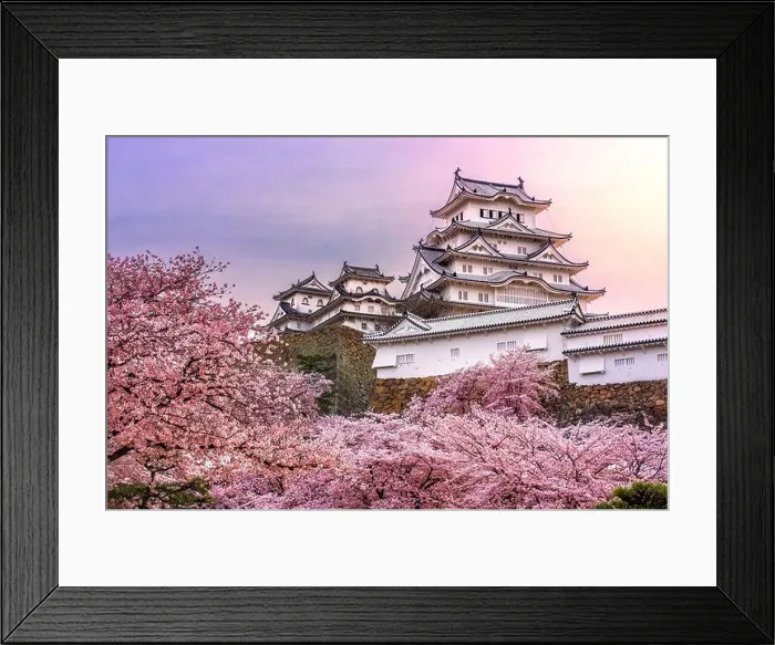 Framed Print : Himeji, Japan at Himeji Castle during spring cherry blossom season Framed Print : Himeji, Japan at Himeji Castle during spring cherry blossom season