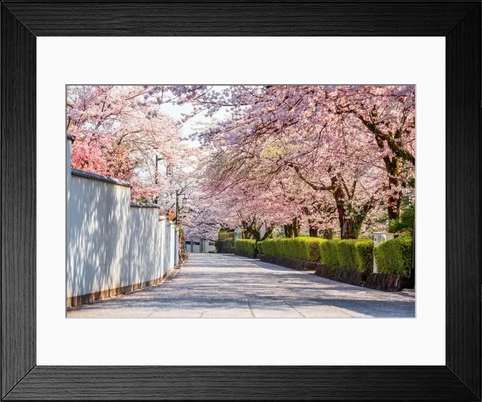 Framed Print : Shizuoka, Japan old town streets with cherry blossoms in Spring season Framed Print : Shizuoka, Japan old town streets with cherry blossoms in Spring season