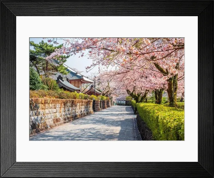 Framed Print : Shizuoka, Japan old town streets with cherry blossoms in Spring season Framed Print : Shizuoka, Japan old town streets with cherry blossoms in Spring season