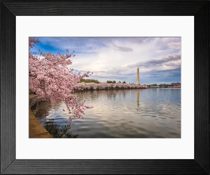 Framed Print : Washington DC, USA in spring season Framed Print : Washington DC, USA in spring season
