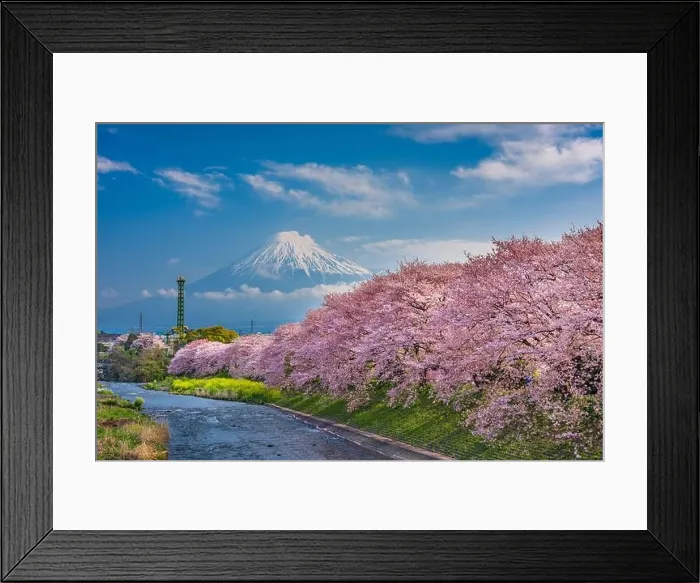 Framed Print : Mt. Fuji, Japan spring landscape and Urui River with cherry blossoms Framed Print : Mt. Fuji, Japan spring landscape and Urui River with cherry blossoms