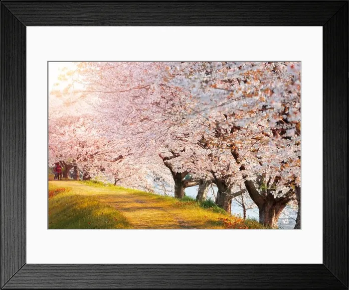 Framed Print : Urui River, Shizuoka, Japan lined with cherry trees in spring season Framed Print : Urui River, Shizuoka, Japan lined with cherry trees in spring season