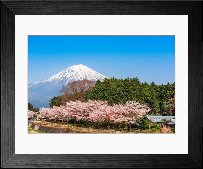 Framed Print : Mt. Fuji viewed from rural Shizuoka Prefecture in spring season with cherry blossoms Framed Print : Mt. Fuji viewed from rural Shizuoka Prefecture in spring season with cherry blossoms