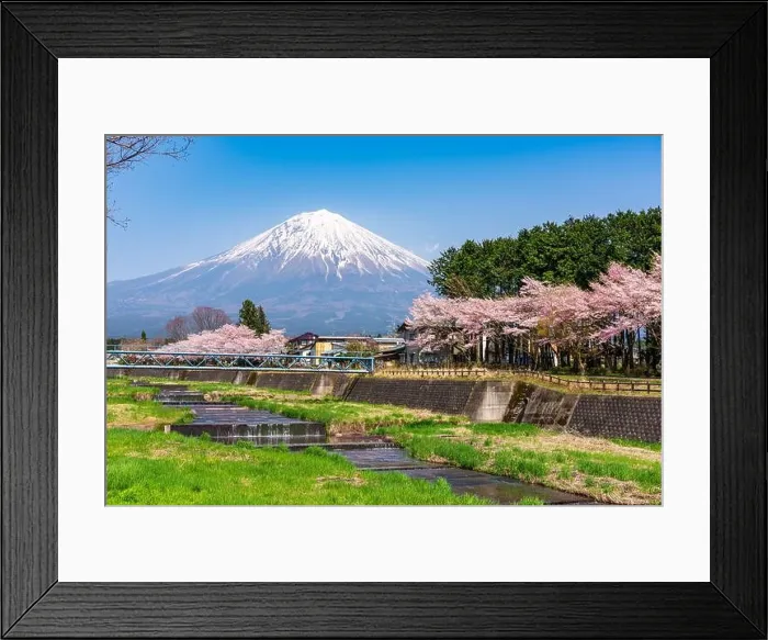 Framed Print : Mt. Fuji viewed from rural Shizuoka Prefecture in spring season with cherry blossoms Framed Print : Mt. Fuji viewed from rural Shizuoka Prefecture in spring season with cherry blossoms