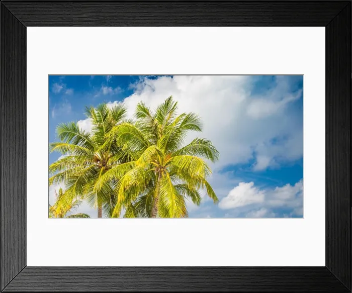 Framed Print : Coconut palm trees, beautiful tropical background, tropical nature Framed Print : Coconut palm trees, beautiful tropical background, tropical nature