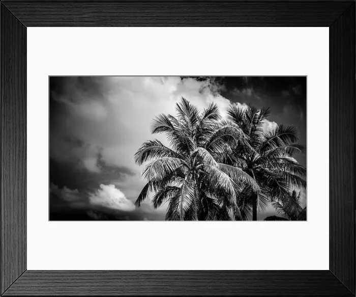 Framed Print : Coconut palm trees, beautiful tropical background, tropical nature Framed Print : Coconut palm trees, beautiful tropical background, tropical nature