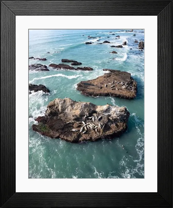 Framed Print : The cold Pacific Ocean washes onto the rugged and scenic coastline of Northern California where seals sun themselves on rocks Framed Print : The cold Pacific Ocean washes onto the rugged and scenic coastline of Northern California where seals sun themselves on rocks
