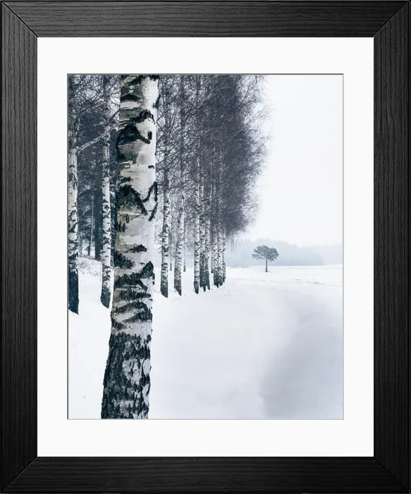 Framed Print : Winter landscape with birch trees and snow at day time in Finland Framed Print : Winter landscape with birch trees and snow at day time in Finland