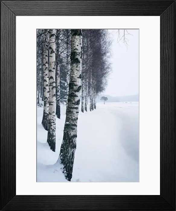 Framed Print : Winter landscape with birch trees and snow at day time in Finland Framed Print : Winter landscape with birch trees and snow at day time in Finland