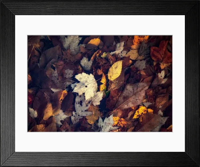 Framed Print : Fall Leaves - Balsam Lake, Roy Taylor Forest in the Nantahala National Forest, Canada, North Carolina, USA Framed Print : Fall Leaves - Balsam Lake, Roy Taylor Forest in the Nantahala National Forest, Canada, North Carolina, USA