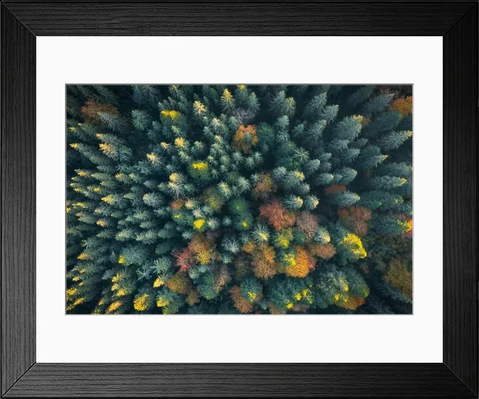 Framed Print : Aerial drone top down view. Yellow, orange and red autumn trees in colorful forest. Sunny day in autumn mountains Framed Print : Aerial drone top down view. Yellow, orange and red autumn trees in colorful forest. Sunny day in autumn mountains