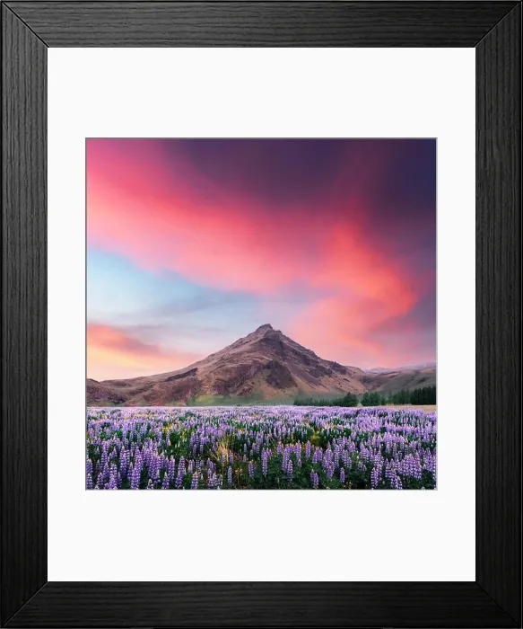 Framed Print : Typical Iceland landscape with mountains and lupine flowers field. Great purple sunset sky glowing on background. Summer time Framed Print : Typical Iceland landscape with mountains and lupine flowers field. Great purple sunset sky glowing on background. Summer time