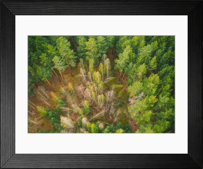 Framed Print : Spring Season. Aerial View Of Deciduous Trees Without Foliage Leaves And Green Pine Forest In Landscape In Early Spring. Young Birches Bent By Snow Framed Print : Spring Season. Aerial View Of Deciduous Trees Without Foliage Leaves And Green Pine Forest In Landscape In Early Spring. Young Birches Bent By Snow