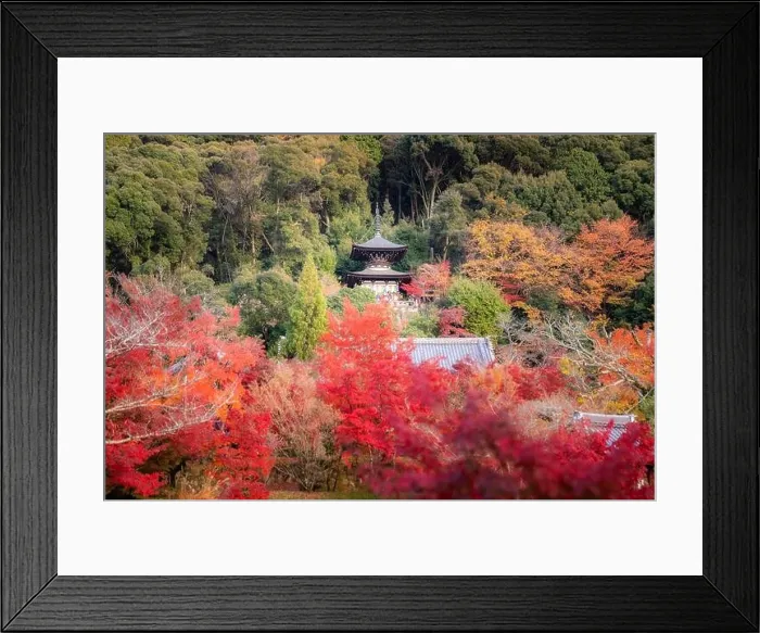 Framed Print : Eikando Zenrinji Temple with red, yellow maple carpet at peak fall foliage color during late November in Kyoto, Japan. Famous landmark to see autumn l Framed Print : Eikando Zenrinji Temple with red, yellow maple carpet at peak fall foliage color during late November in Kyoto, Japan. Famous landmark to see autumn l