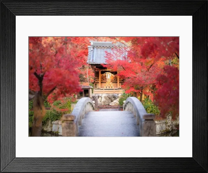 Framed Print : Eikando or Eikan-do Zenrinji shrine garden and bridge with red, yellow maple carpet at peak fall foliage color during late November in Kyoto, Japan. F Framed Print : Eikando or Eikan-do Zenrinji shrine garden and bridge with red, yellow maple carpet at peak fall foliage color during late November in Kyoto, Japan. F