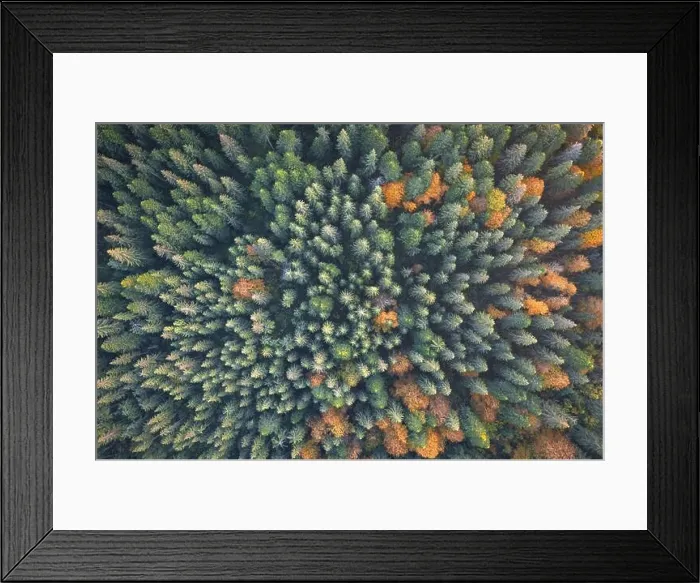 Framed Print : Aerial drone top down view. Yellow, orange and red autumn trees in colorful forest. Sunny day in autumn mountains Framed Print : Aerial drone top down view. Yellow, orange and red autumn trees in colorful forest. Sunny day in autumn mountains