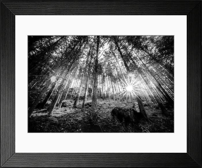 Framed Print : Wooded forest trees backlit by golden sunlight before sunset with sun rays pouring through trees on forest floor illuminating tree branches, nature Framed Print : Wooded forest trees backlit by golden sunlight before sunset with sun rays pouring through trees on forest floor illuminating tree branches, nature