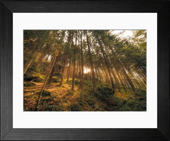 Framed Print : Wooded forest trees backlit by golden sunlight before sunset with sun rays pouring through trees on forest floor illuminating tree branches, nature Framed Print : Wooded forest trees backlit by golden sunlight before sunset with sun rays pouring through trees on forest floor illuminating tree branches, nature