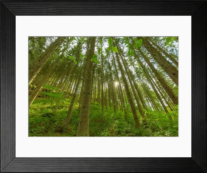 Framed Print : Wooded forest trees backlit by golden sunlight before sunset with sun rays pouring through trees on forest floor illuminating tree branches, nature Framed Print : Wooded forest trees backlit by golden sunlight before sunset with sun rays pouring through trees on forest floor illuminating tree branches, nature