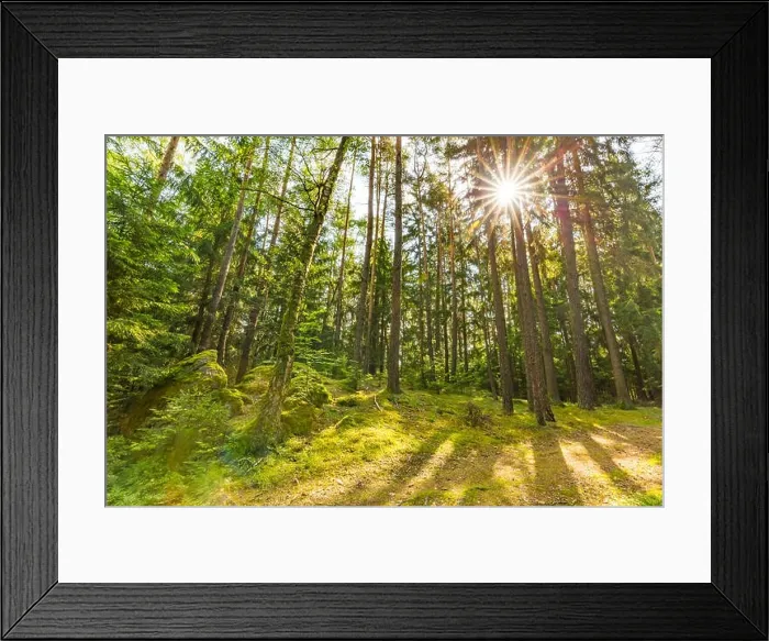 Framed Print : Wooded forest trees backlit by golden sunlight before sunset with sun rays pouring through trees on forest floor illuminating tree branches, nature Framed Print : Wooded forest trees backlit by golden sunlight before sunset with sun rays pouring through trees on forest floor illuminating tree branches, nature