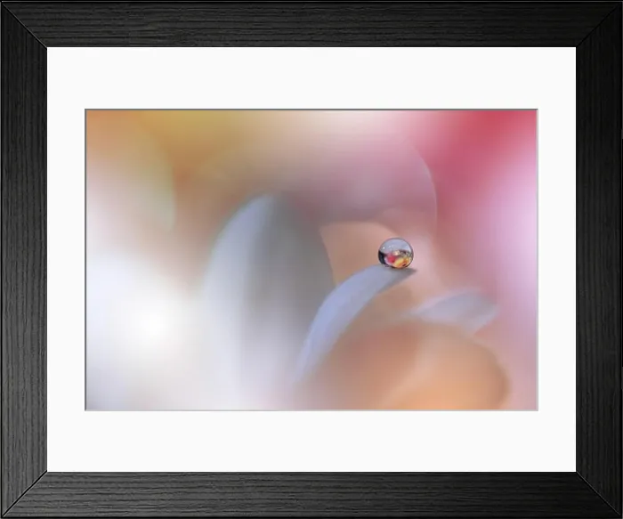 Framed Print : Beautiful macro shot of magic flowers.Border art design.Magic light.Extreme close up macro photography.Conceptual abstract image.White and Pink Color Framed Print : Beautiful macro shot of magic flowers.Border art design.Magic light.Extreme close up macro photography.Conceptual abstract image.White and Pink Color