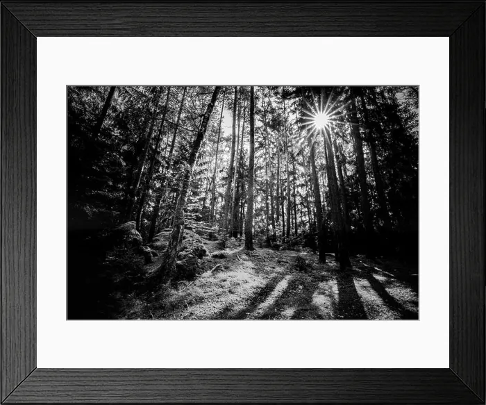 Framed Print : Wooded forest trees backlit by golden sunlight before sunset with sun rays pouring through trees on forest floor illuminating tree branches, nature Framed Print : Wooded forest trees backlit by golden sunlight before sunset with sun rays pouring through trees on forest floor illuminating tree branches, nature