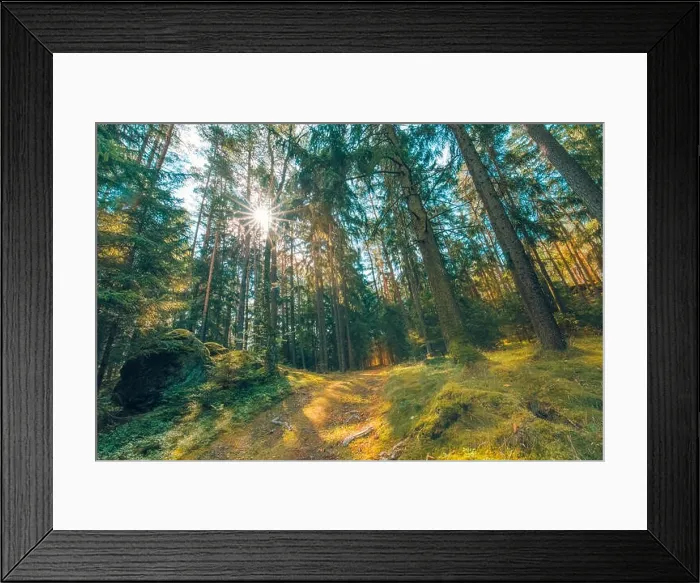 Framed Print : Wooded forest trees backlit by golden sunlight before sunset with sun rays pouring through trees on forest floor illuminating tree branches, nature Framed Print : Wooded forest trees backlit by golden sunlight before sunset with sun rays pouring through trees on forest floor illuminating tree branches, nature