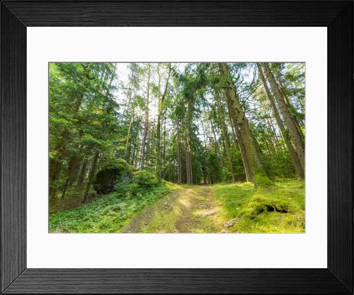 Framed Print : Wooded forest trees backlit by golden sunlight before sunset with sun rays pouring through trees on forest floor illuminating tree branches, nature Framed Print : Wooded forest trees backlit by golden sunlight before sunset with sun rays pouring through trees on forest floor illuminating tree branches, nature