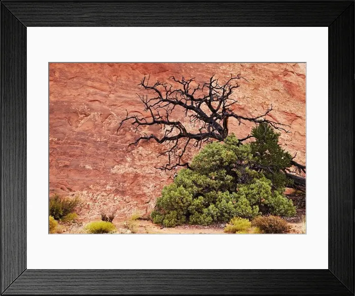 Framed Print : Tree over red rock background in Arches National Park, Utah, USA Framed Print : Tree over red rock background in Arches National Park, Utah, USA