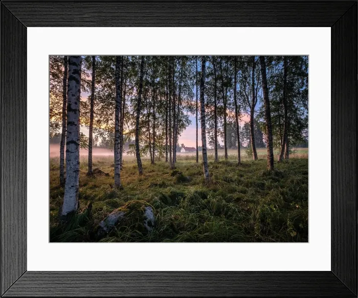 Framed Print : Idyllic landscape with birch forest and farm house at summer evening in Finland Framed Print : Idyllic landscape with birch forest and farm house at summer evening in Finland
