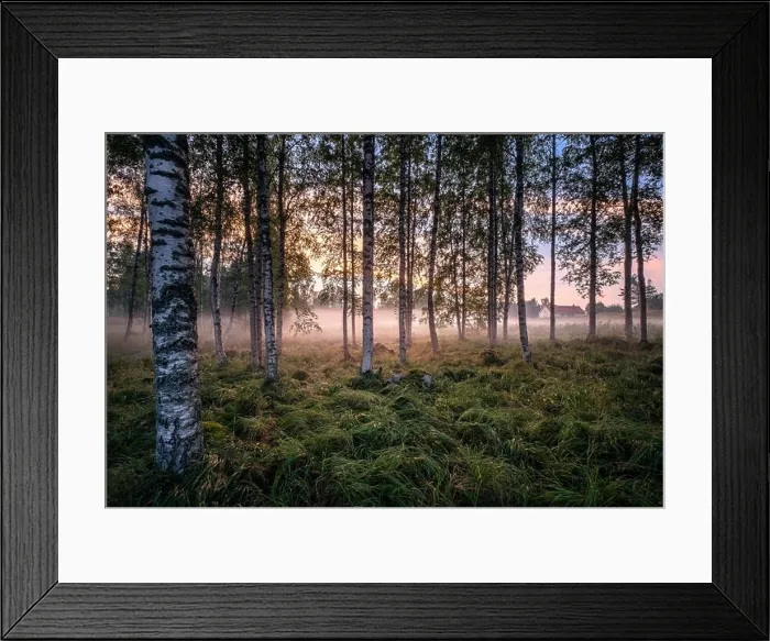 Framed Print : Idyllic landscape with birch forest and farm house at summer evening in Finland Framed Print : Idyllic landscape with birch forest and farm house at summer evening in Finland
