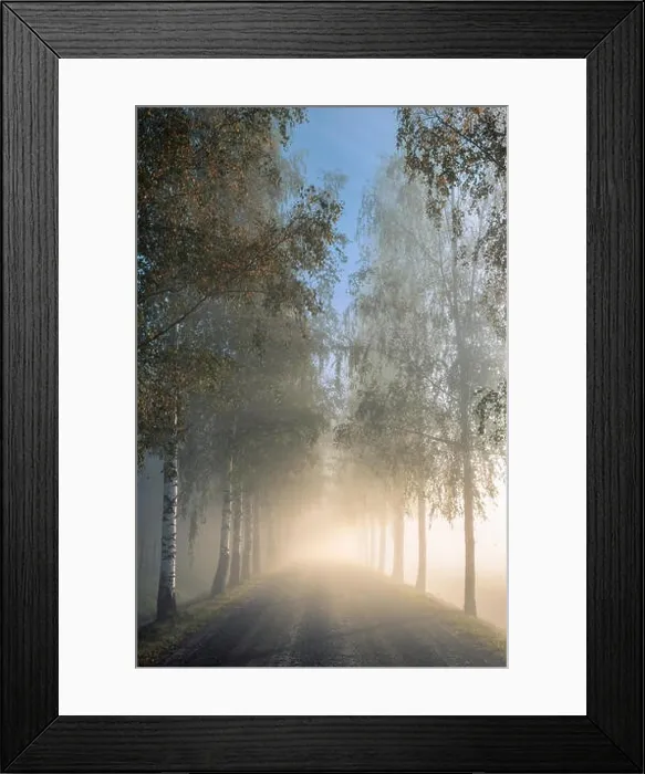 Framed Print : Idyllic landscape with birch alley, beautiful morning fog and light at autumn morning in Finland Framed Print : Idyllic landscape with birch alley, beautiful morning fog and light at autumn morning in Finland
