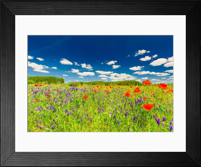 Framed Print : Beautiful summer meadow nature. Spring and summer poppy flowers under blue sky and sunlight. Idyllic spring summer landscape, meadow flowers, nature Framed Print : Beautiful summer meadow nature. Spring and summer poppy flowers under blue sky and sunlight. Idyllic spring summer landscape, meadow flowers, nature