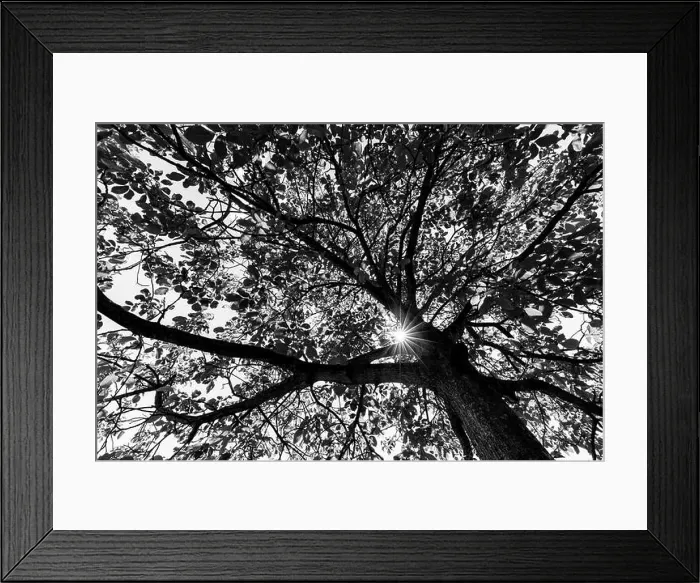 Framed Print : Black and white trees with sun rays. Dramatic process of peaceful nature scene Framed Print : Black and white trees with sun rays. Dramatic process of peaceful nature scene