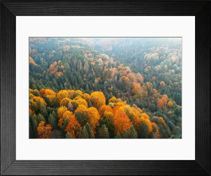 Framed Print : Aerial drone top down view. Yellow, orange and red autumn trees in colorful forest. Sunny day in autumn mountains Framed Print : Aerial drone top down view. Yellow, orange and red autumn trees in colorful forest. Sunny day in autumn mountains