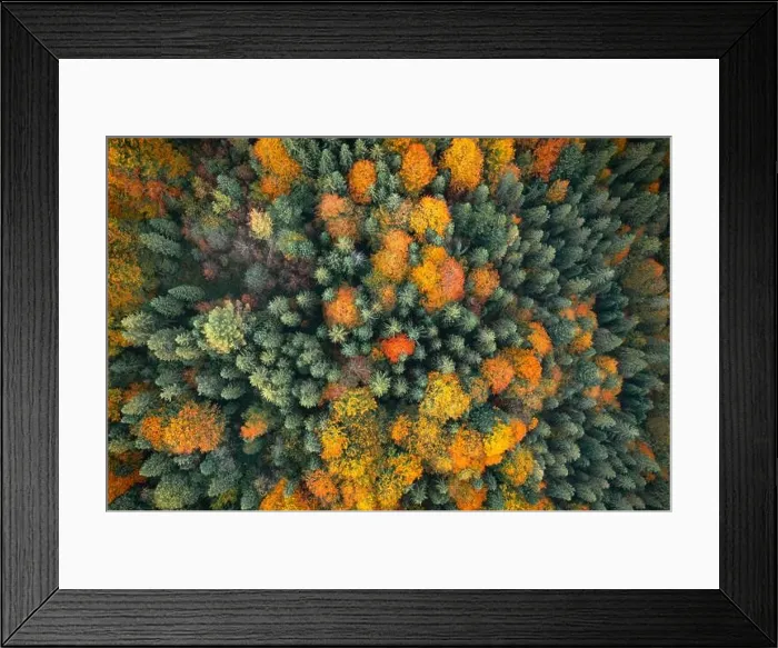 Framed Print : Aerial drone top down view. Yellow, orange and red autumn trees in colorful forest. Sunny day in autumn mountains Framed Print : Aerial drone top down view. Yellow, orange and red autumn trees in colorful forest. Sunny day in autumn mountains