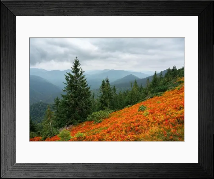 Framed Print : Orange blueberry bushes covering an autumn meadow in the Carpathians, Ukraine. Landscape photography Framed Print : Orange blueberry bushes covering an autumn meadow in the Carpathians, Ukraine. Landscape photography