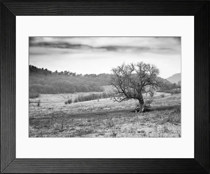 Framed Print : Dramatic field landscape, tree and meadows Framed Print : Dramatic field landscape, tree and meadows