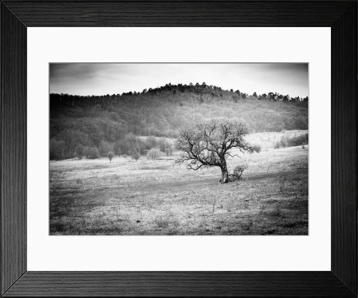 Framed Print : Dramatic field landscape, tree and meadows Framed Print : Dramatic field landscape, tree and meadows