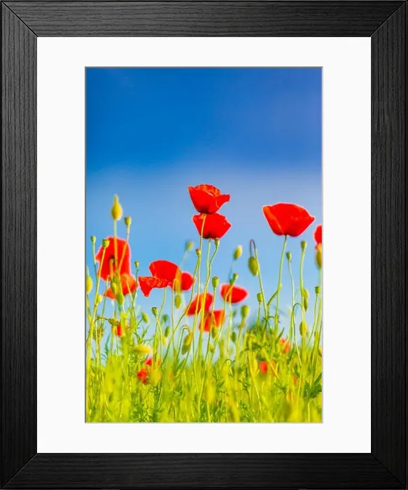 Framed Print : Beautiful summer meadow nature. Spring and summer poppy flowers under blue sky and sunlight. Idyllic spring summer landscape, meadow flowers, nature Framed Print : Beautiful summer meadow nature. Spring and summer poppy flowers under blue sky and sunlight. Idyllic spring summer landscape, meadow flowers, nature