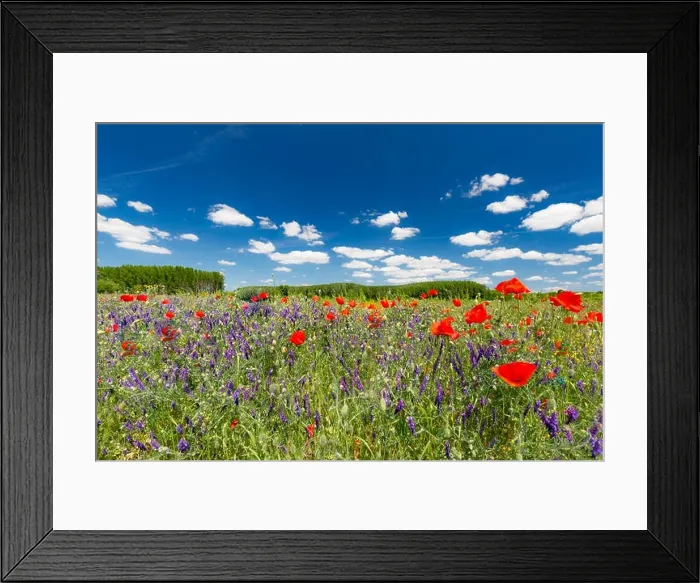 Framed Print : Beautiful summer meadow nature. Spring and summer poppy flowers under blue sky and sunlight. Idyllic spring summer landscape, meadow flowers, nature Framed Print : Beautiful summer meadow nature. Spring and summer poppy flowers under blue sky and sunlight. Idyllic spring summer landscape, meadow flowers, nature