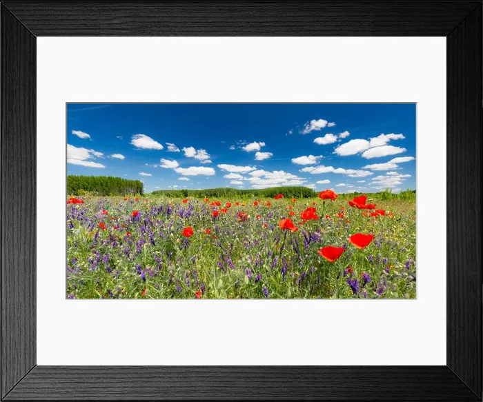 Framed Print : Beautiful summer meadow nature. Spring and summer poppy flowers under blue sky and sunlight. Idyllic spring summer landscape, meadow flowers, nature Framed Print : Beautiful summer meadow nature. Spring and summer poppy flowers under blue sky and sunlight. Idyllic spring summer landscape, meadow flowers, nature