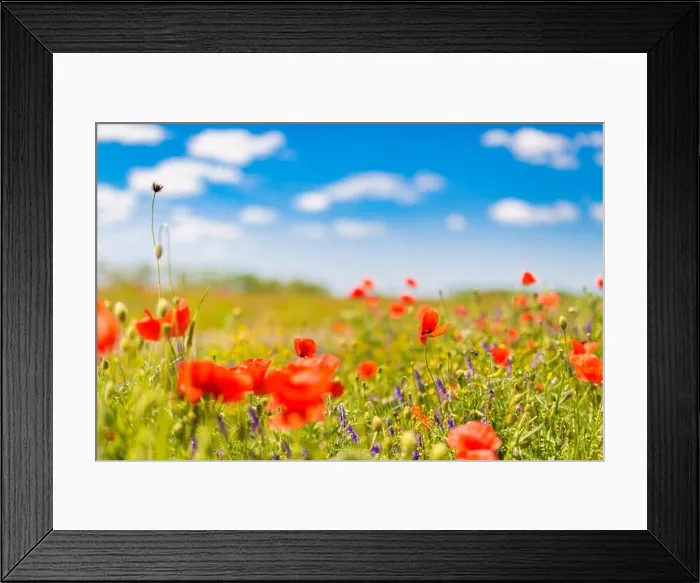 Framed Print : Beautiful summer meadow nature. Spring and summer poppy flowers under blue sky and sunlight. Idyllic spring summer landscape, meadow flowers, nature Framed Print : Beautiful summer meadow nature. Spring and summer poppy flowers under blue sky and sunlight. Idyllic spring summer landscape, meadow flowers, nature