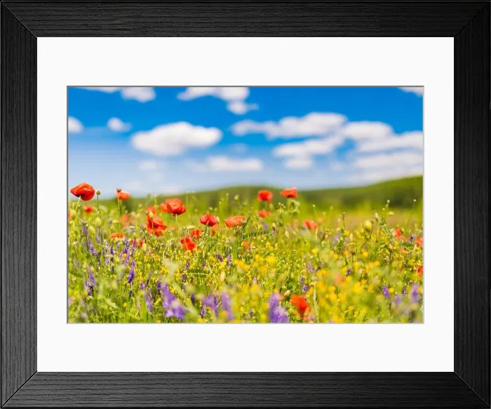Framed Print : Beautiful summer meadow nature. Spring and summer poppy flowers under blue sky and sunlight. Idyllic spring summer landscape, meadow flowers, nature Framed Print : Beautiful summer meadow nature. Spring and summer poppy flowers under blue sky and sunlight. Idyllic spring summer landscape, meadow flowers, nature