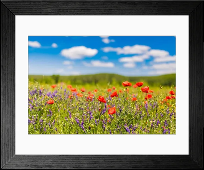 Framed Print : Beautiful summer meadow nature. Spring and summer poppy flowers under blue sky and sunlight. Idyllic spring summer landscape, meadow flowers, nature Framed Print : Beautiful summer meadow nature. Spring and summer poppy flowers under blue sky and sunlight. Idyllic spring summer landscape, meadow flowers, nature